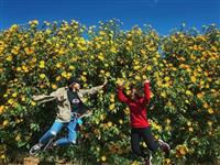 7 thiên đường ngắm hoa dã quỳ Đà Lạt đẹp nhất trong năm