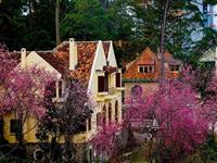 "Săn" hoa anh đào Đà Lạt đơn giản dễ dàng như người bản xứ