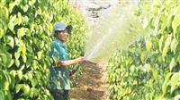 Tác dụng của phân bón lá