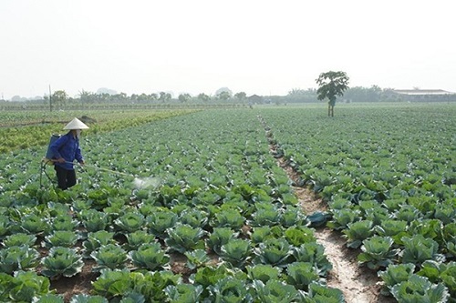Sử dụng phân bón lá cho cây trồng