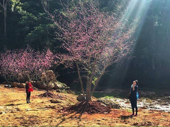 Hoa Sơn Điền Trang – Điểm check in mới cực Hot ở Đà Lạt 2020