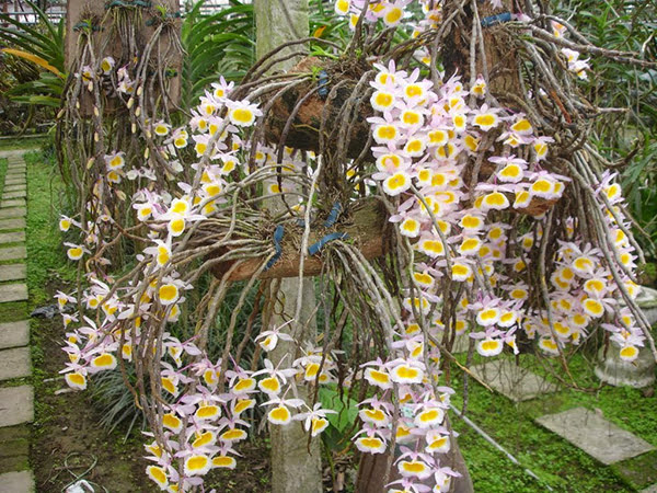 các loại hoa lan quý