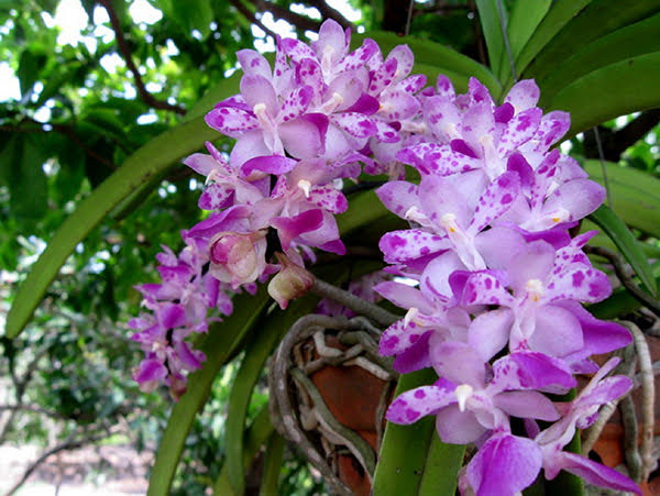 các loại hoa lan quý