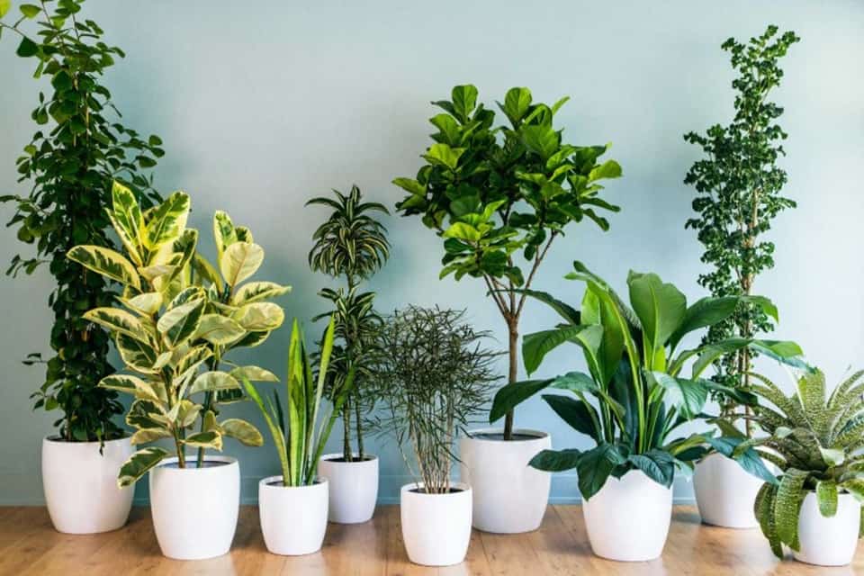 Các loại phân bón phù hợp cho cây xanh trong nhà của bạn