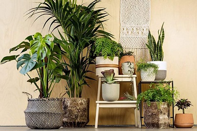 Lợi ích của việc trồng cây xanh trong nhà