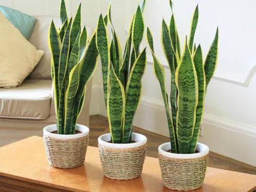 Tổng hợp các loại cây phong thủy trồng trong nhà giúp sớm thoát nghèo